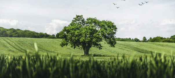 Baum der Freiheit auf einer grünen Wiese und Vögel am Himmel