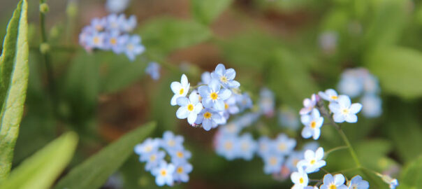Blume 