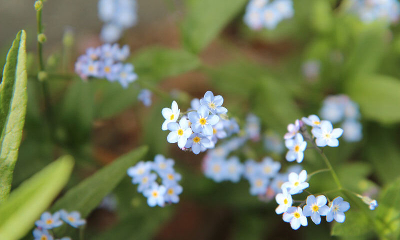 Blume 