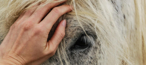 Eine Hand auf dem Gesicht eines Pferde - Impfungen Tierarzt
