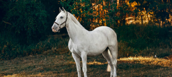 Ein Pferd stehtbei sonnigem Wetter im Wald