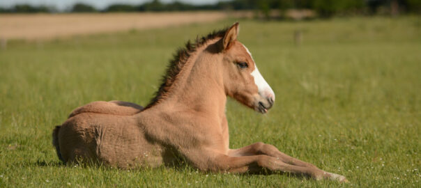 Ein Pferd liegt bei sonnigem Wetter auf der Wiese