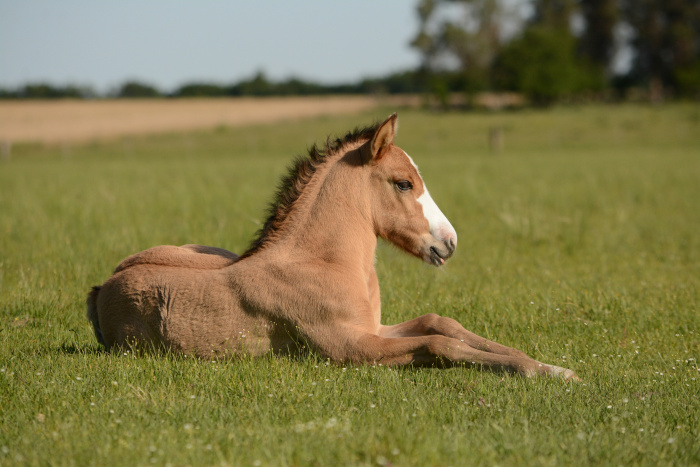 Ein Pferd liegt bei sonnigem Wetter auf der Wiese