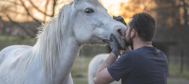 Pferd wird von Tierarzt behandelt