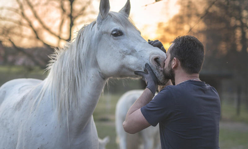 Pferd wird von Tierarzt behandelt