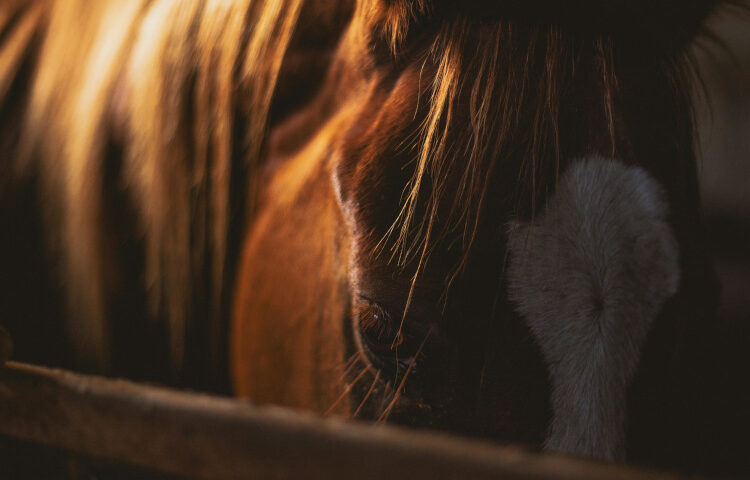 Nahaufnahme von einem braunem Pferd mit weißer Blesse.