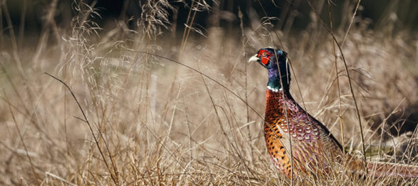 Fasan in einem Feld
