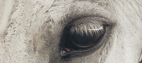 Detailaufnahme eines Pferdeauges mit dunkler Iris und langen Wimpern, umgeben von hellem Fell.