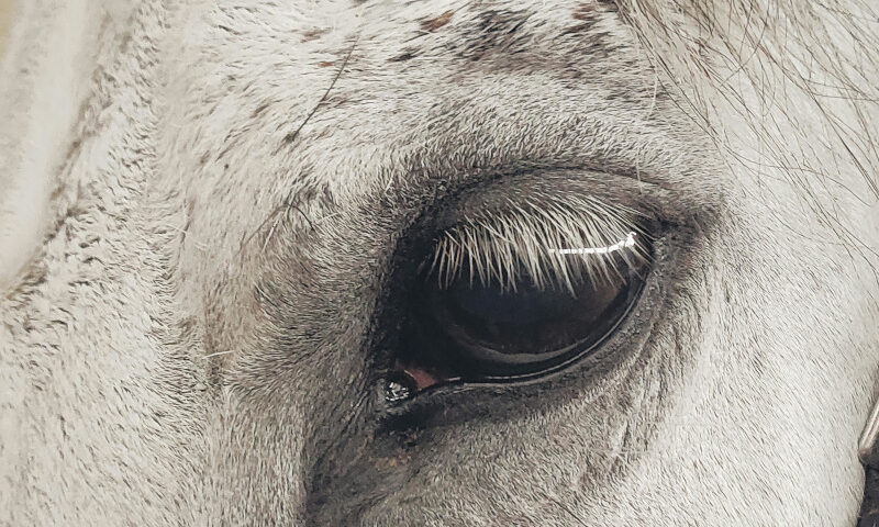 Detailaufnahme eines Pferdeauges mit dunkler Iris und langen Wimpern, umgeben von hellem Fell.