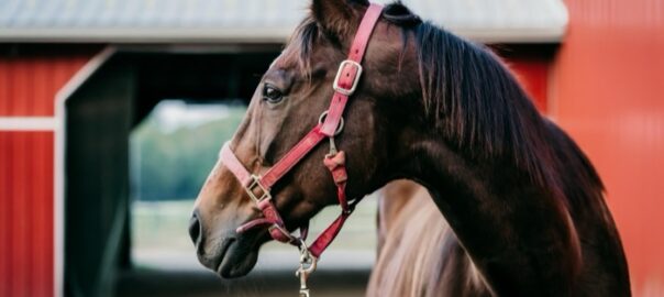 ein Pferd schaut auf die Rechte Seite - Pferdekauf