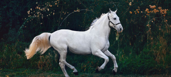 Weißes Pferd galoppiert im Wald